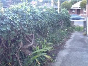 Backyard Clean Up Sydney