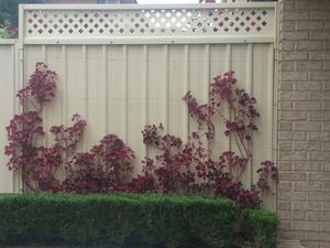 Lattice Colorbond Fence Extension